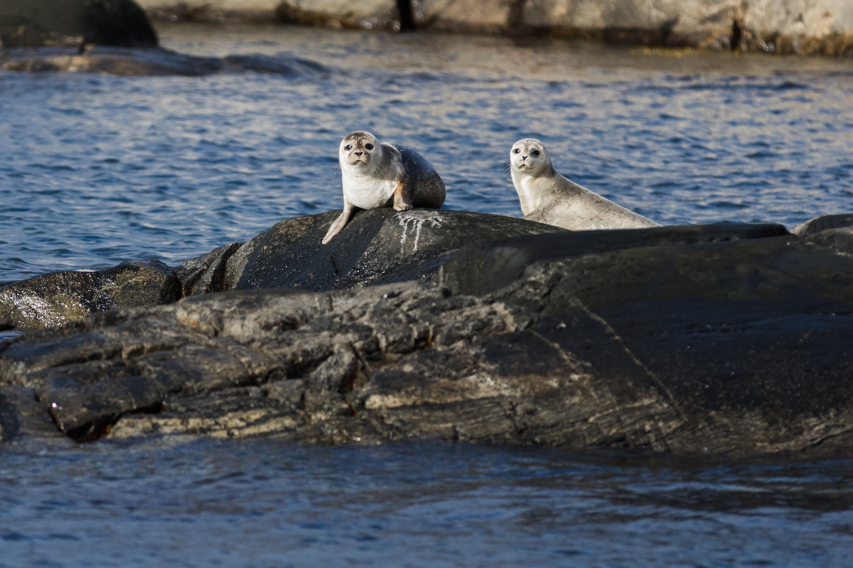 Upptäck Ursholmen med fyrmästaren Axel Haglund